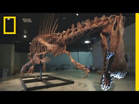 Bigger Than T. rex: Spinosaurus | National Geographic