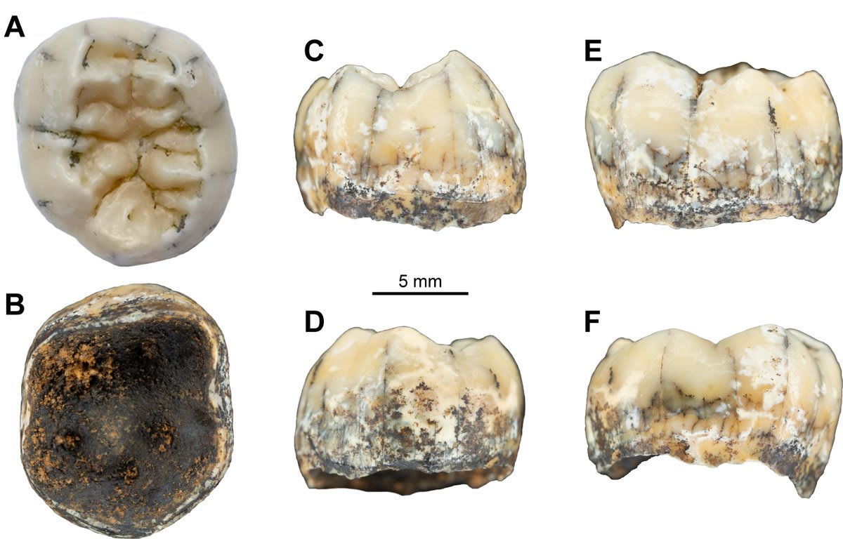 A molar thought to have belonged to a Denisovan girl between the ages of four and eight at the time of her death has been discovered in a cave in the Annamite Mountains of Laos.