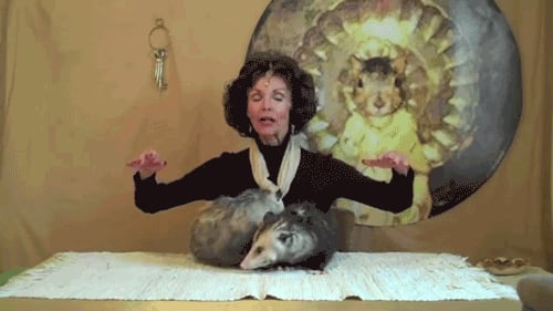 Meet the Opossum Lady, the Undisputed Queen of Youtube