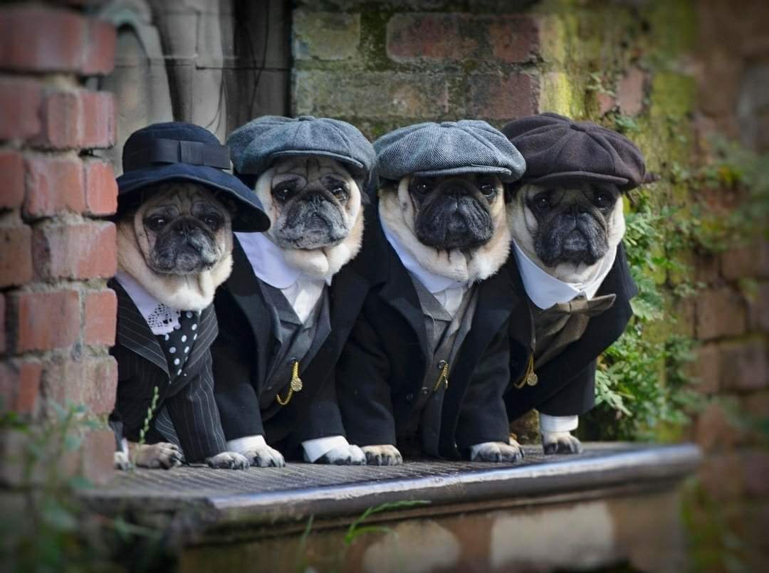 Old timey pug quartet.
