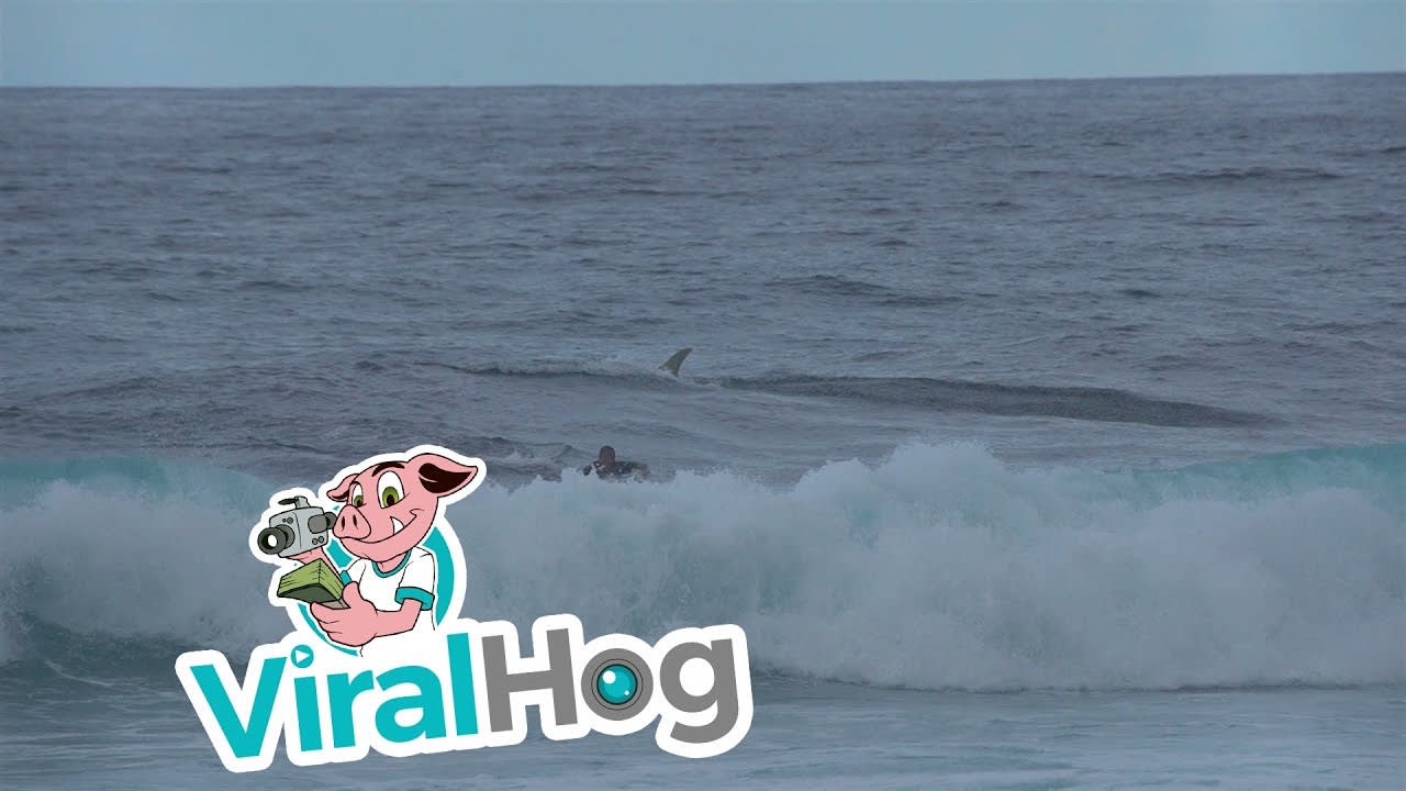 Surfers See Shark and Make For Shore || ViralHog