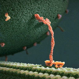 Kinesin (a motor protein) pulling a vesicle along a cytoskeletal filament