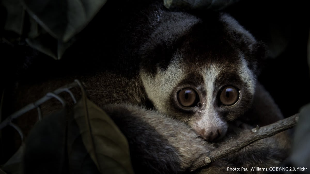 Today is WildlifeConservationDay, which raises awareness about the harmful effects of wildlife poaching & trafficking. Learn how Museum Conservation biologist @marye_blair has collaborated with Vietnamese researchers to understand slow loris trafficking: