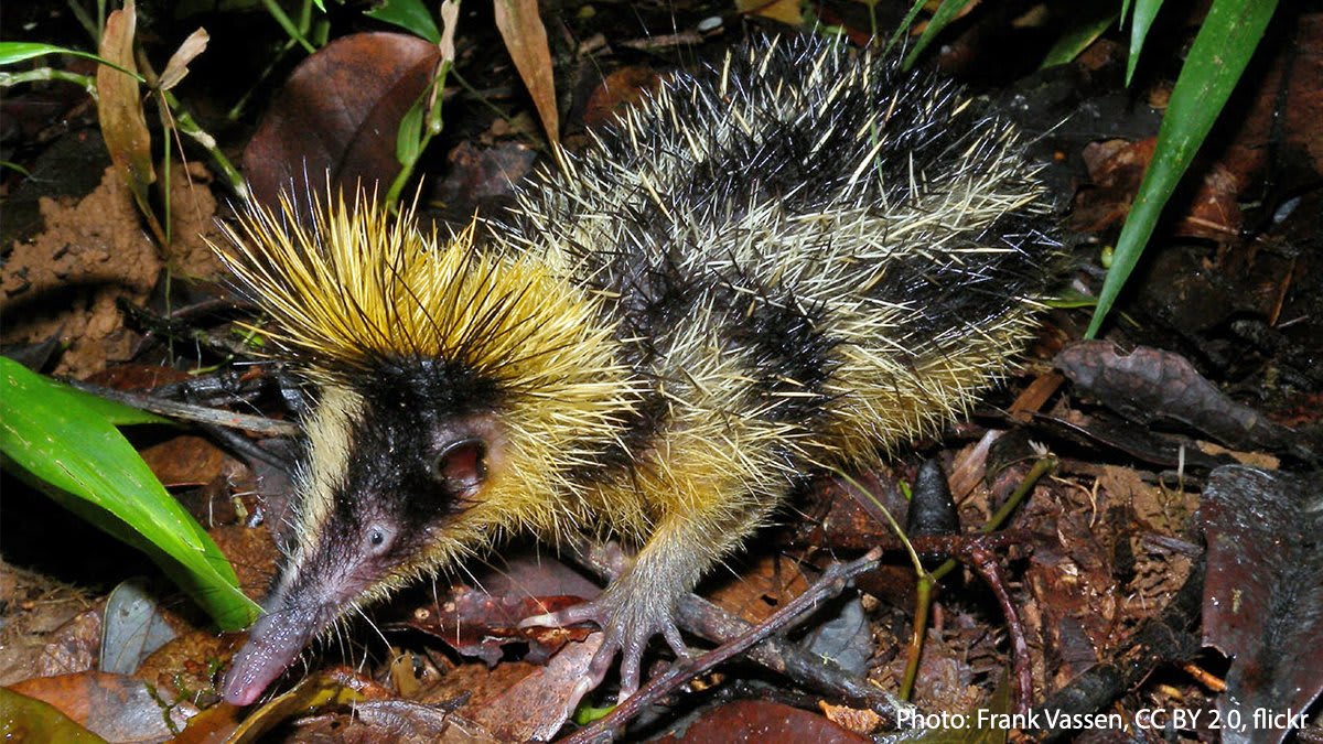 What’s black & yellow, covered in quills, & lives in Madagascar? The lowland streaked tenrec! Its quills can be deployed to deter predators like the Malagasy ring-tailed mongoose. This insectivore uses its pointy snout to find earthworms & other small soft-bodied invertebrates.