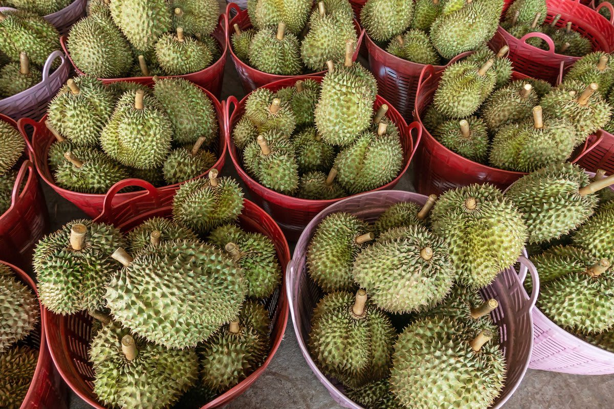 Durians are often portrayed as yet another strange, fantastical delicacy of Asia. But in Malaysia, Thailand, and Indonesia, they’re prized as the fruit equivalent of foie gras. Listen to the story on today's TASTE Daily: