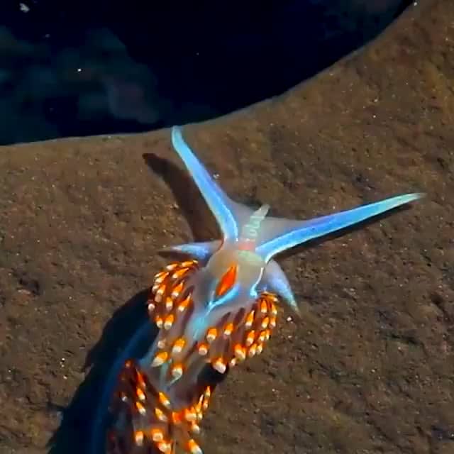 Opalescent Nudibranch - the prettiest sea slug