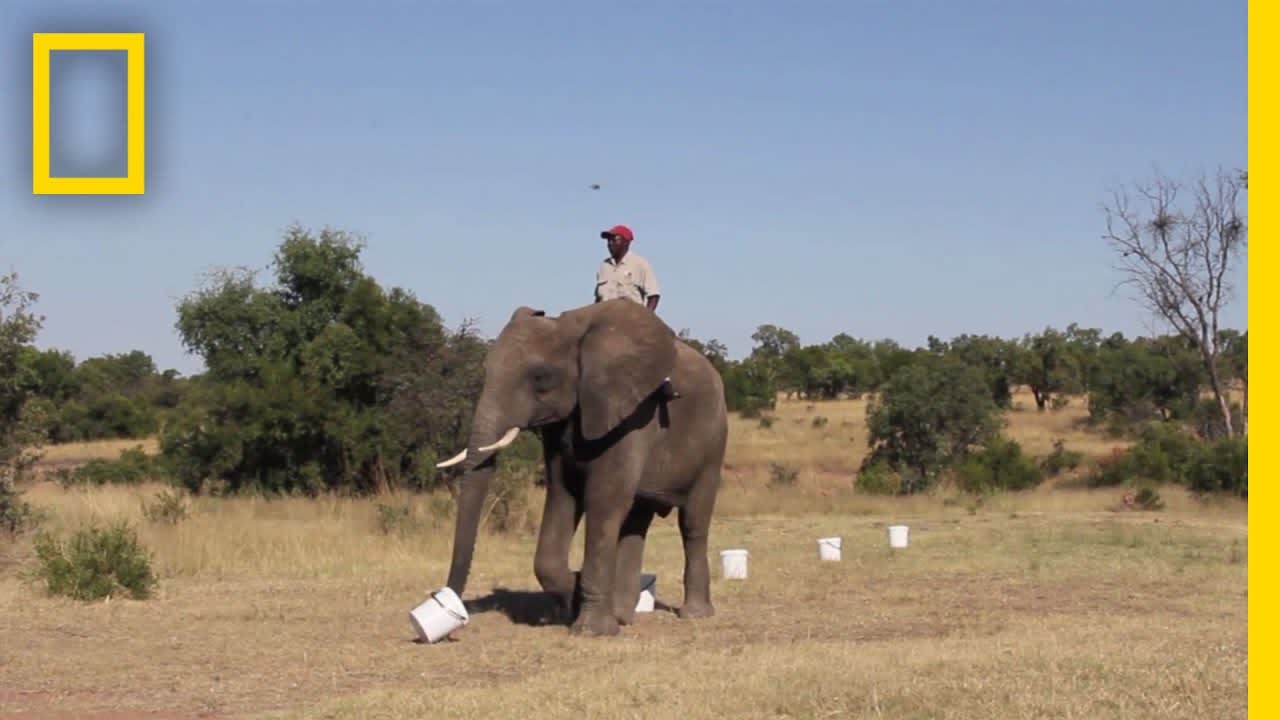 Amazing: Watch an Elephant Sniff for Bombs | National Geographic