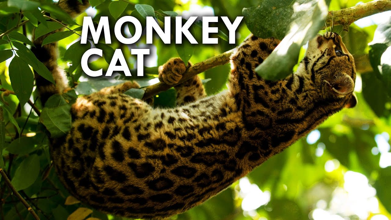 Margay: The Cat That Thinks It's a Monkey