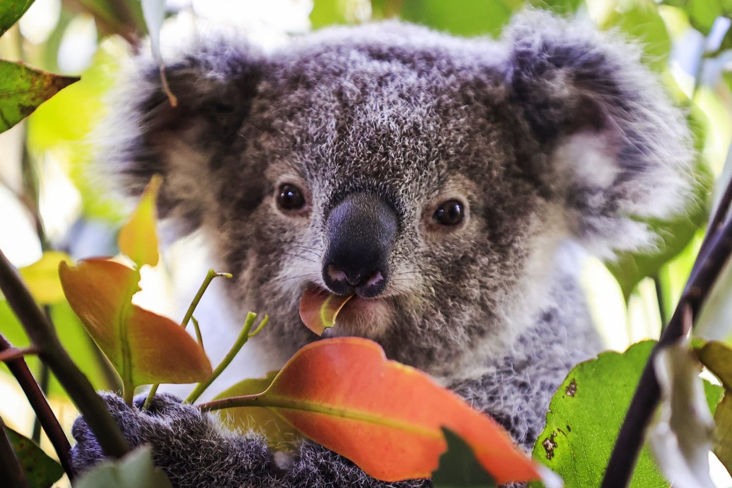 Australia Begins Vaccinating Hundreds of Koalas Against Chlamydia in New Trial The infection affects at least half of koalas living in southeast Queensland and New South Wales