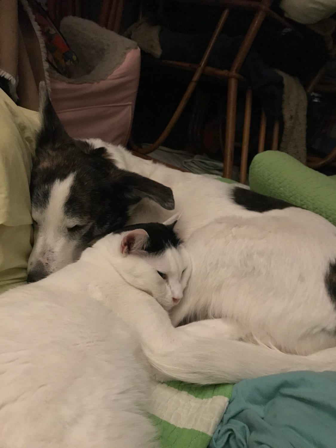 My dog helps me rescue cats. This is Hawkeye and Larry, my foster fail. How could I split them up?