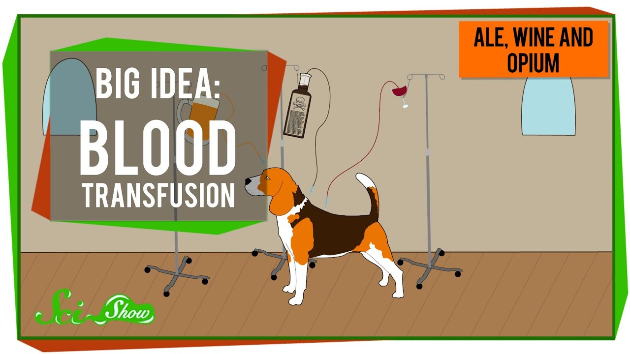 Big Idea: Blood Transfusions