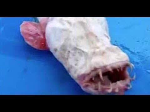 Eyeless Eel Goby is a Mud-Dwelling Fish Found in Malaysia