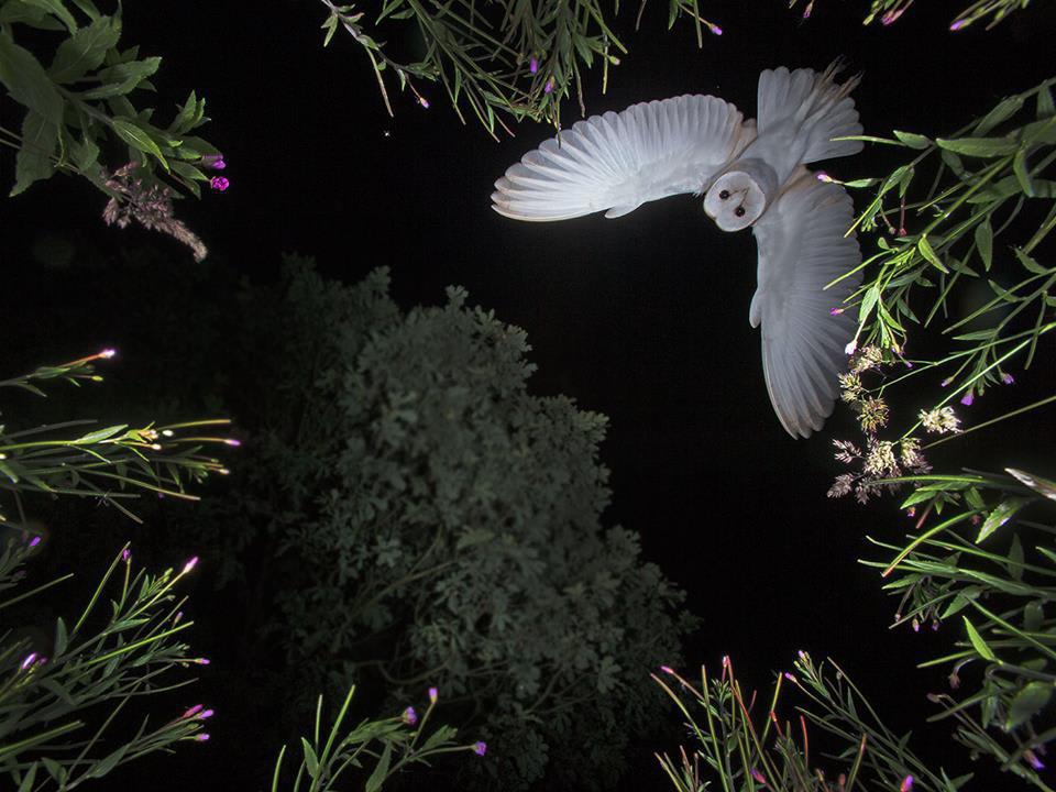 Once in a lifetime shot of a Barn Owl (credit: Roy Rimmer)