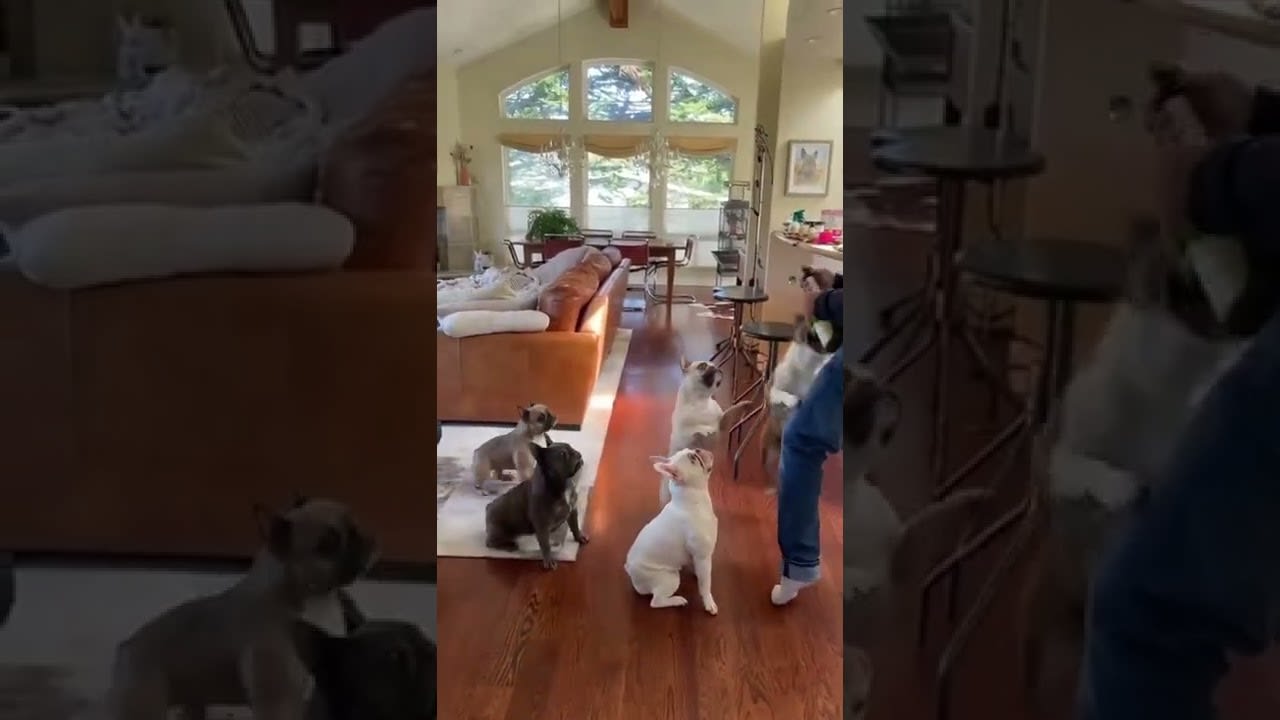 French Bulldogs Run After Champagne's Cork