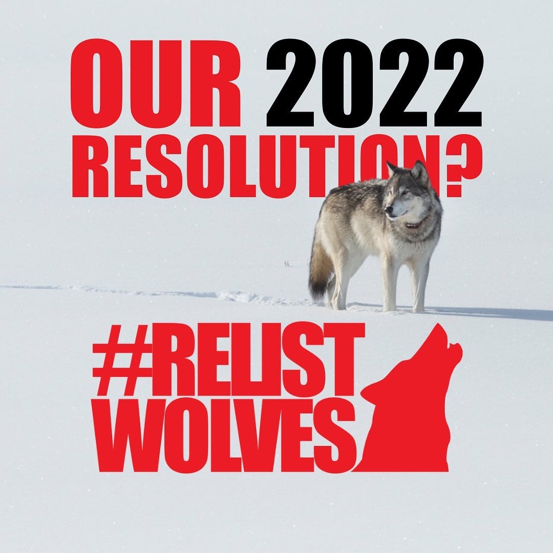 Our New Year's resolution? Create a world where no wolf cowers on the edge of extinction, where no wolf is hunted, where no wolf is slaughtered for simply being a wolf. Join our resolution to #RelistWolves! Go to https://t.co/HbrLRWsG0v +take action! 📷