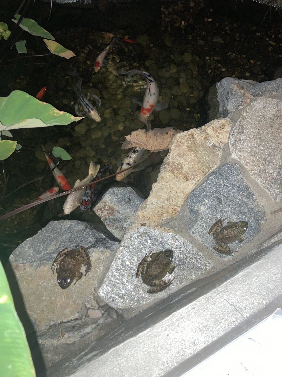 My boss has a koi pond and raised these frogs from tadpoles. She thought they looked a little thin so she decided to start feeding them mealworm. Now they wait for her every night.