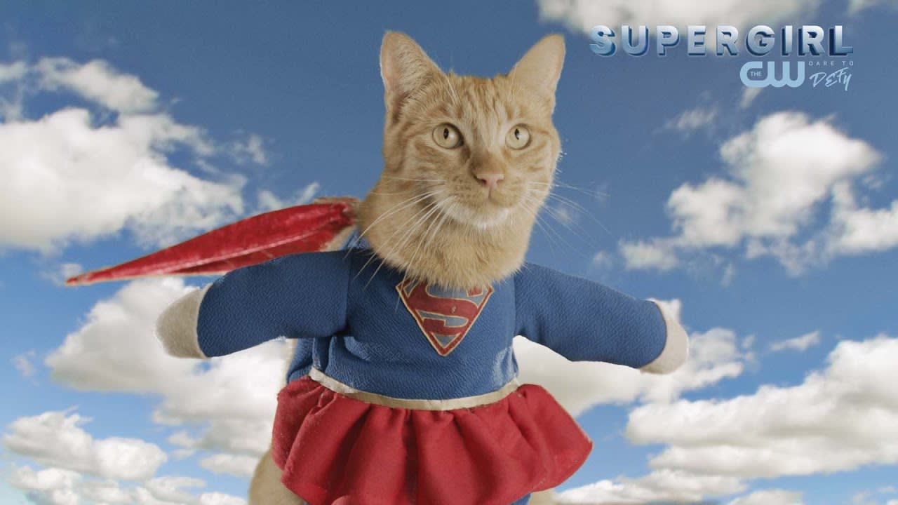 Cats Model Superhero Fashion // Presented By BuzzFeed & The CW's Supergirl