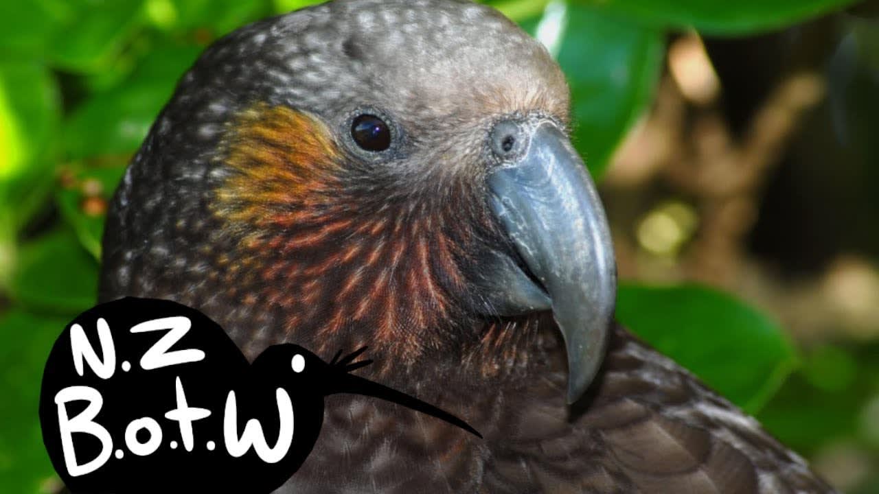 Kaka - New Zealand Bird of the Week