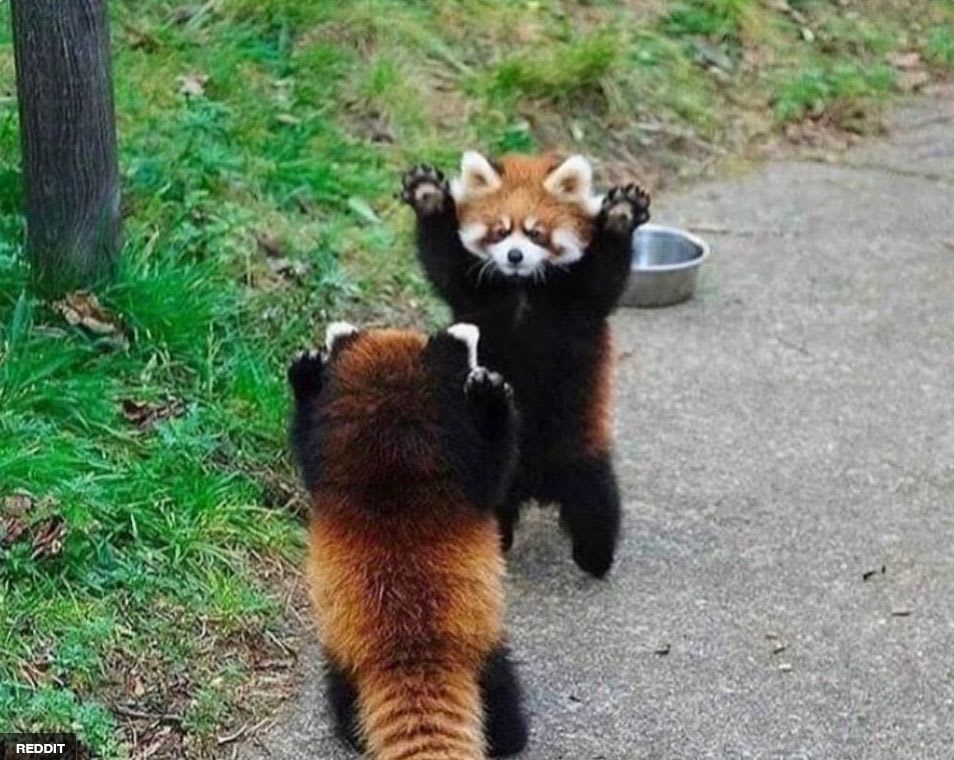 When they feel threatened, red pandas stand up and extend their claws to look more intimidating