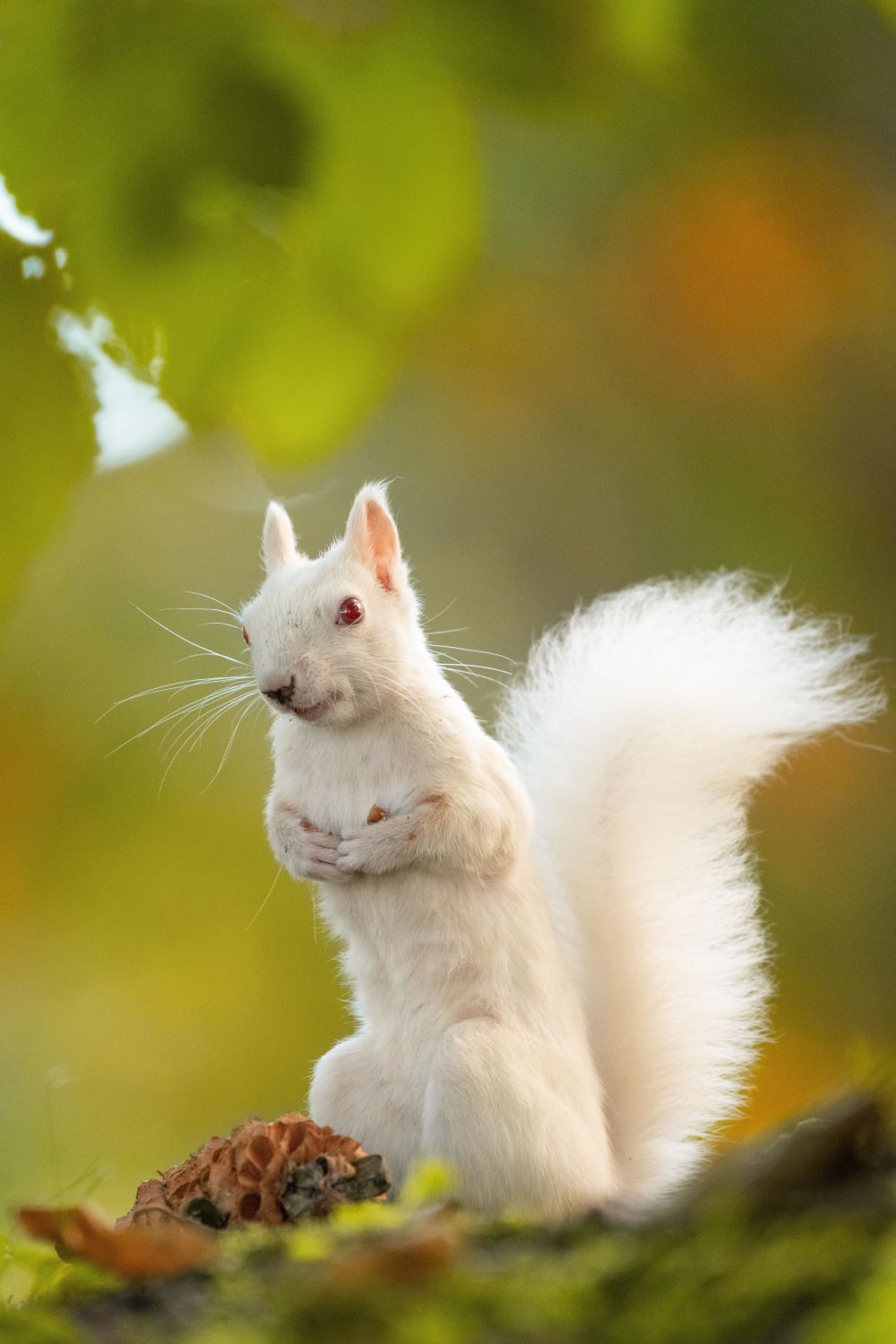 I took a picture of an albino squirrel