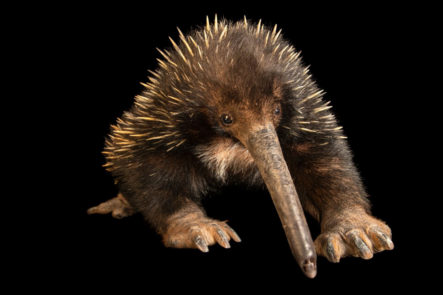 Long beaked echidnas are the largest egg-laying mammals, growing up to 36 lbs. Using their long sensitive snouts covered in electroreceptive cells, they hunt for worms in the rainforests of New Guinea, snagging them with their long barbed tongues.