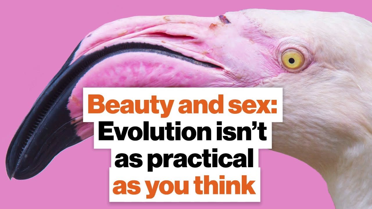 Beauty and sex: Evolution isn’t as practical as you think | Richard Prum | Big Think