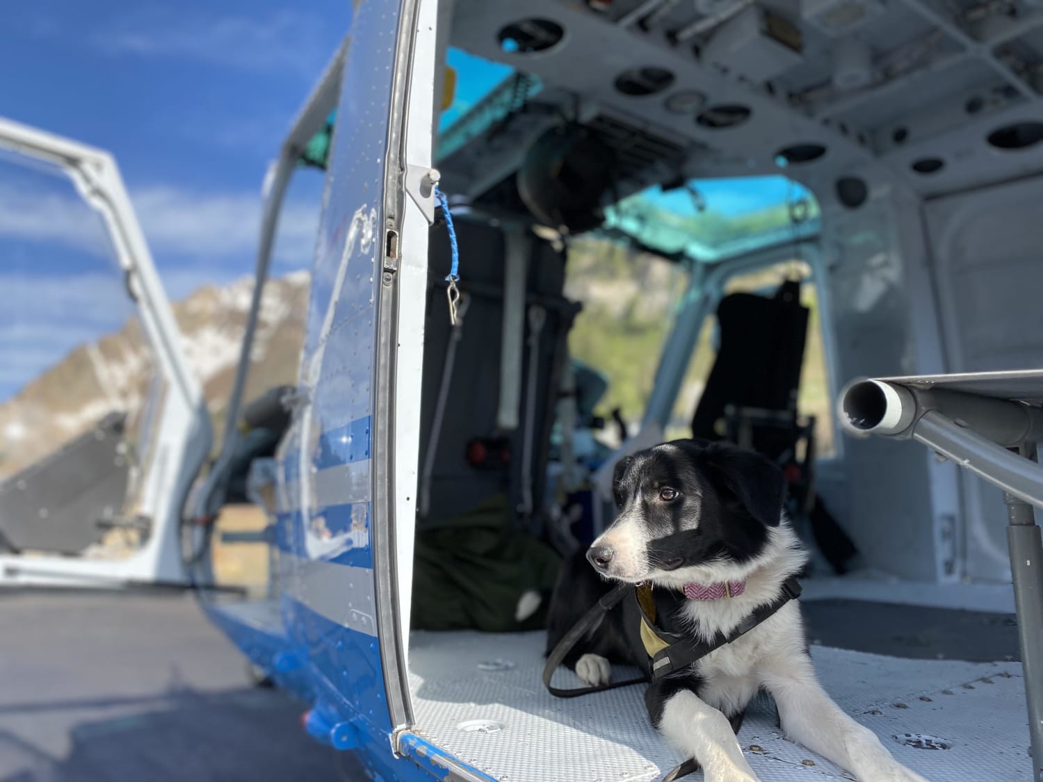 Mabel is being trained for avalanche rescue, we had her first helicopter experience today
