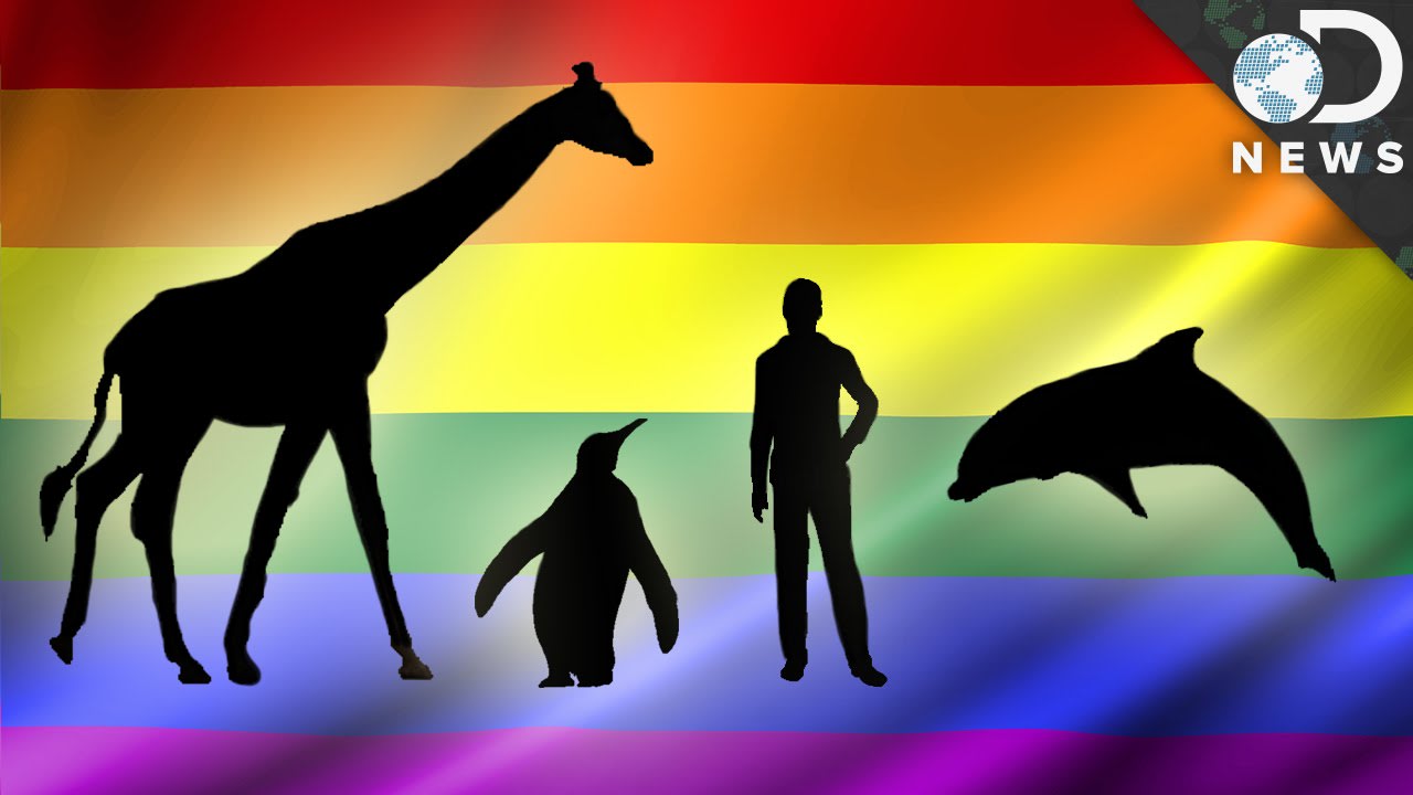 How Common Are Gay Animals?