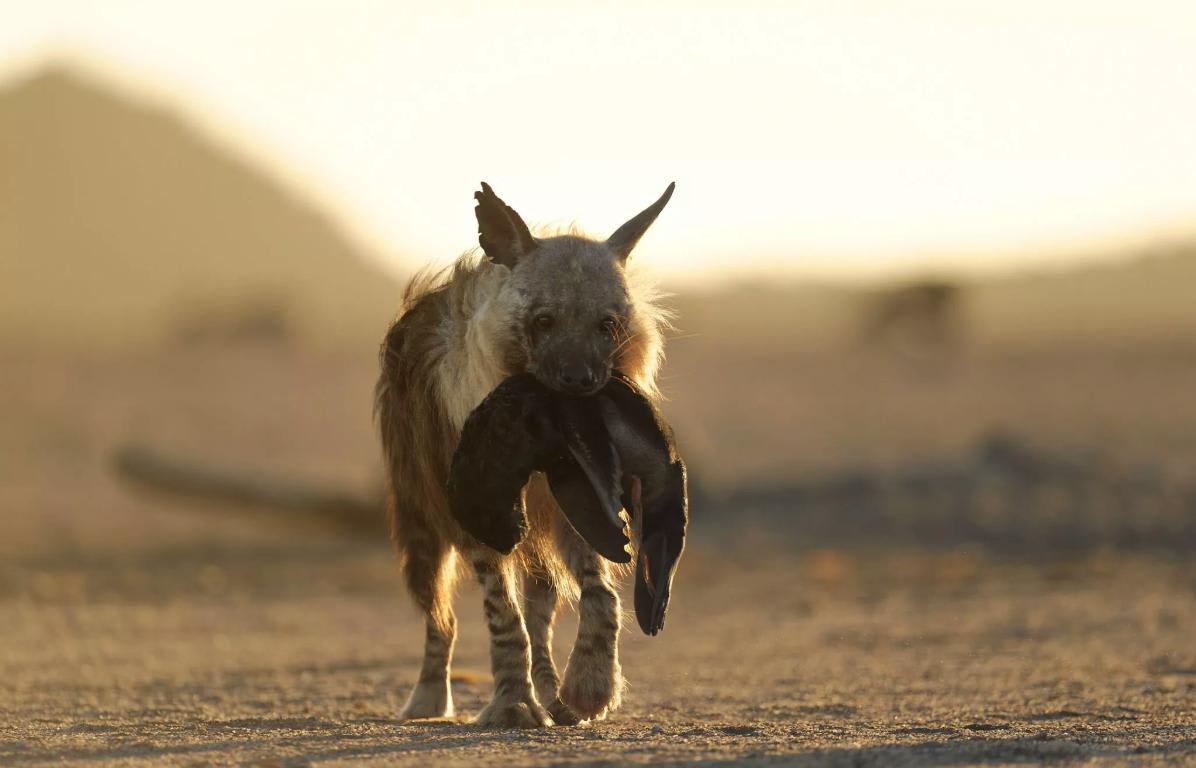 For most of the year, the Namib Desert's coastal brown hyenas are primarily scavengers. But when it's pupping season for Cape fur seals, dinner often looks a little different. From photographer @SolvinZankl &