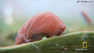 Tardigrades, a near-microscopic organism that can survive radiation, sub zero temperatures, and Temps over 300° F, the vacuum of space, 5 mass extinctions, and according to recent research, in the event of a global catastrophe like a supernova, their population would be unaffected.