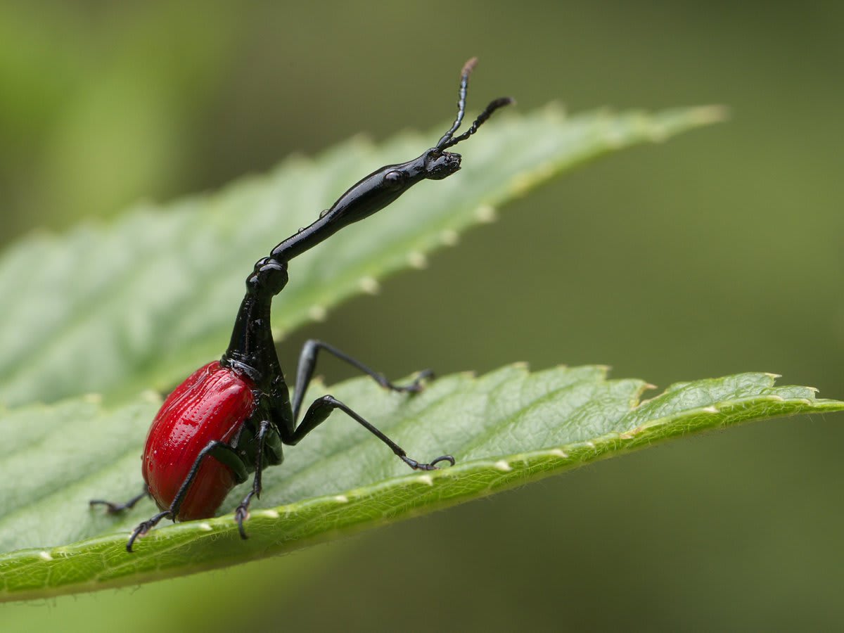 Check out the long neck of the giraffe weevil! This native to Madagascar’s forests wasn’t discovered until 2008. Males use their lengthy necks to fight with each other & compete for mates. [📸: Frank Vassen, flickr]
