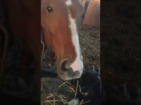 Horse Grooms Cat With His Tongue - 1121376