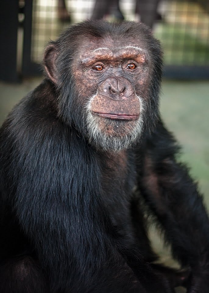 Bo, has spent his whole life in a lab, until yesterday when he arrived at Project Chimps. Please join me in support: