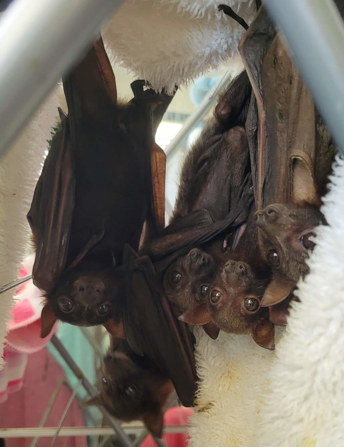 Rescued red fruit bats hanging out together. Unlike black fruit bats who always stay a body length apart, reds are well known to break branches with too much weight of too many bats huddled close together. (Insert social distancing joke here)