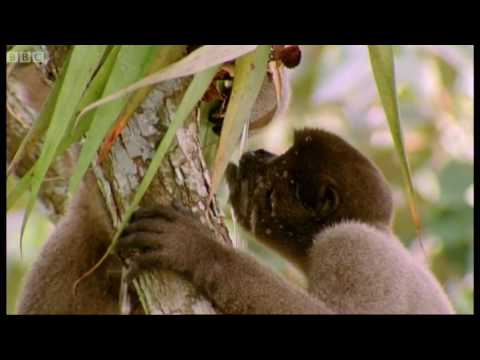 Drinking monkeys & bathing birds | Wild South America | BBC