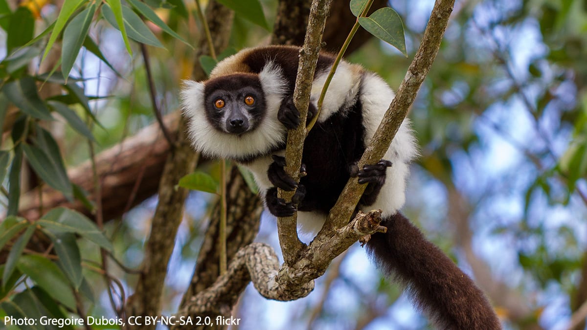 Fun fact: the black and white ruffed lemur is considered one of the largest pollinators in the world! Like a bee, this lemur feeds on nectar. The species pollinates the Madagascan rainforest, moving from tree to tree and transferring pollen that gets stuck to its face.