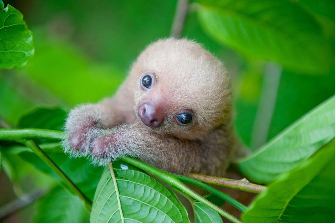 Baby Sloth.