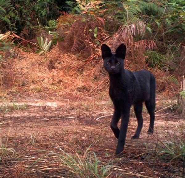 An extremely rare Melanistic Serval