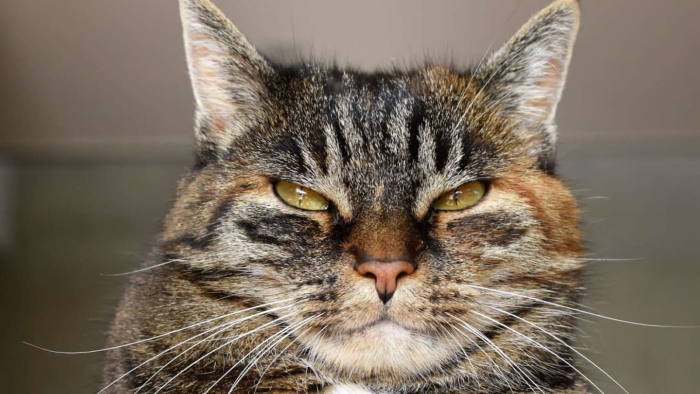 Why Do Cats 'Slow Blink' at People?