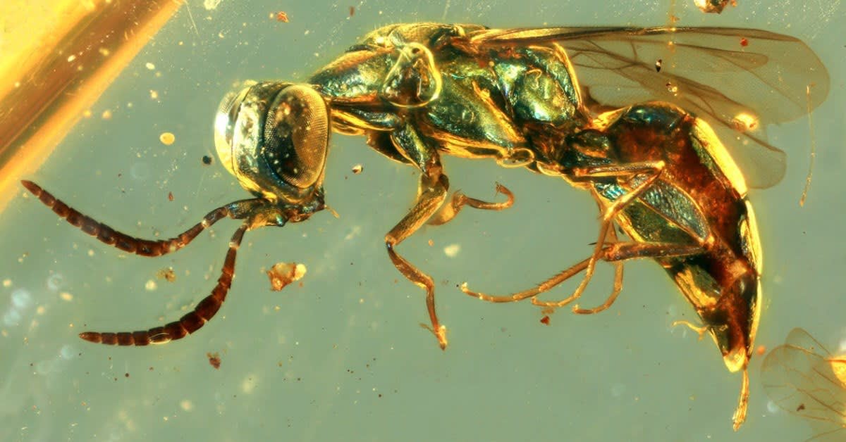 Cuckoo wasp in amber, 99 M years old, Myanmar amber mine