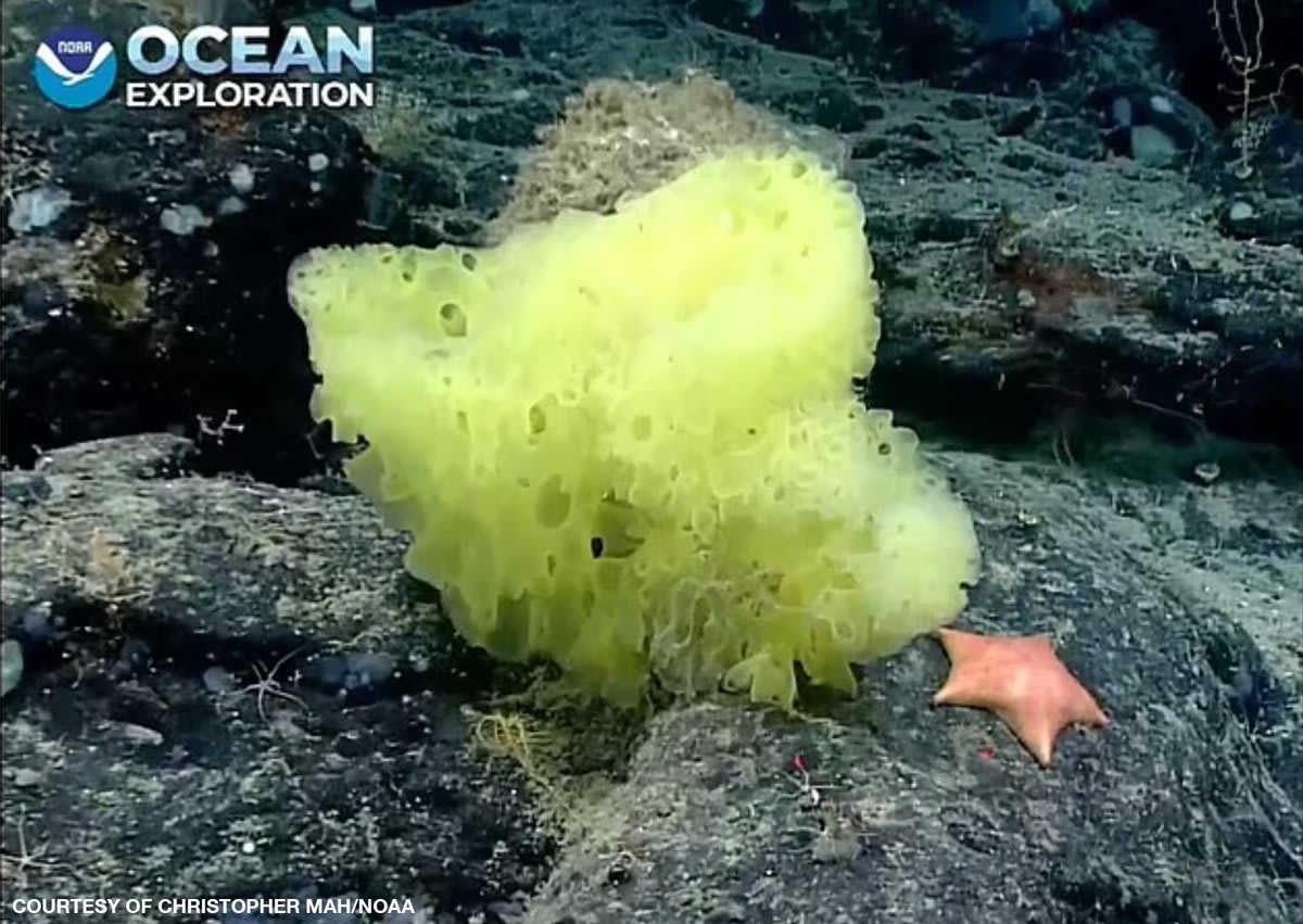 Marine scientists spotted a real-life yellow sponge and pink sea star near an underwater mountain in the Atlantic