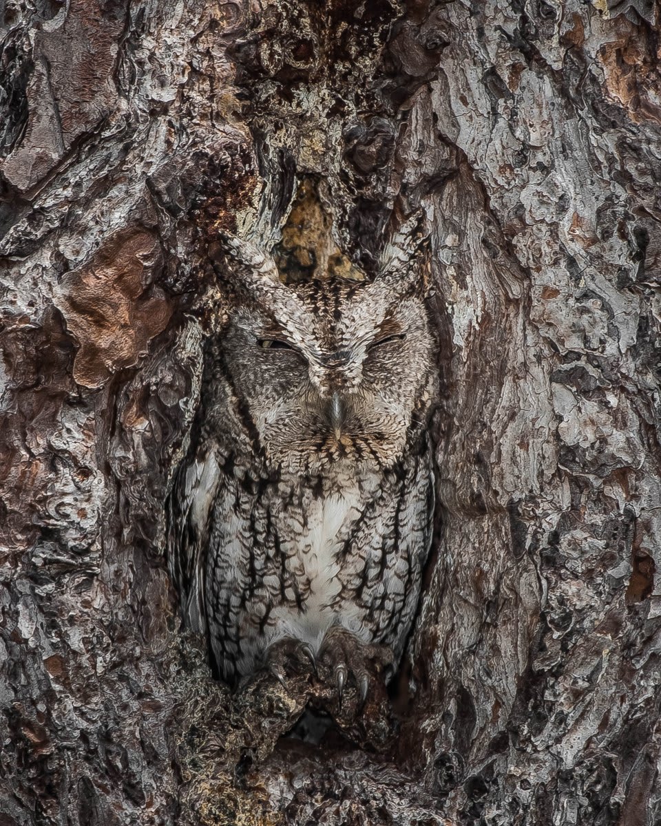 The eastern screech owl is a master of disguise. You better have a sharp eye to spot these birds of prey, which like to nest in tree cavities. Photo at Okefenokee National Wildlife Refuge by Graham McGeorge