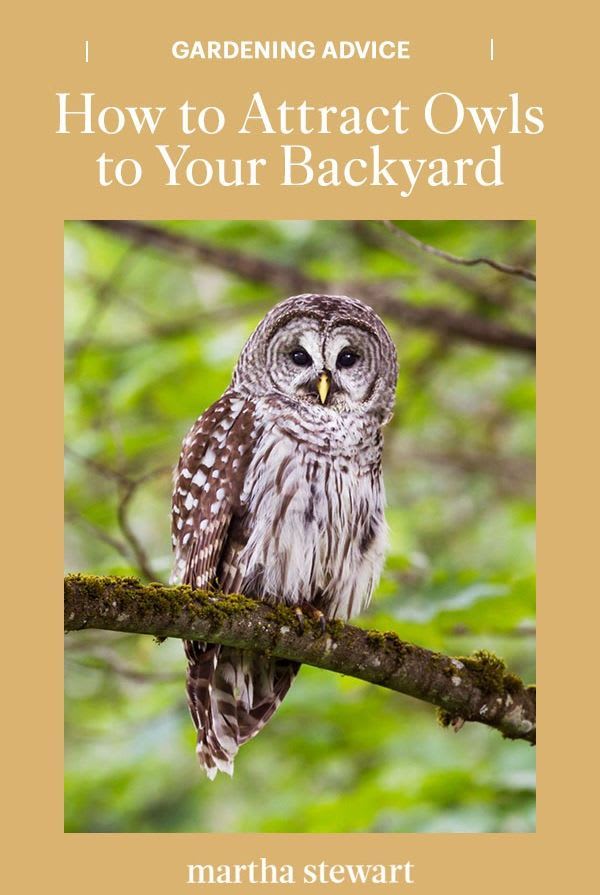 How to Attract Owls to Your Backyard