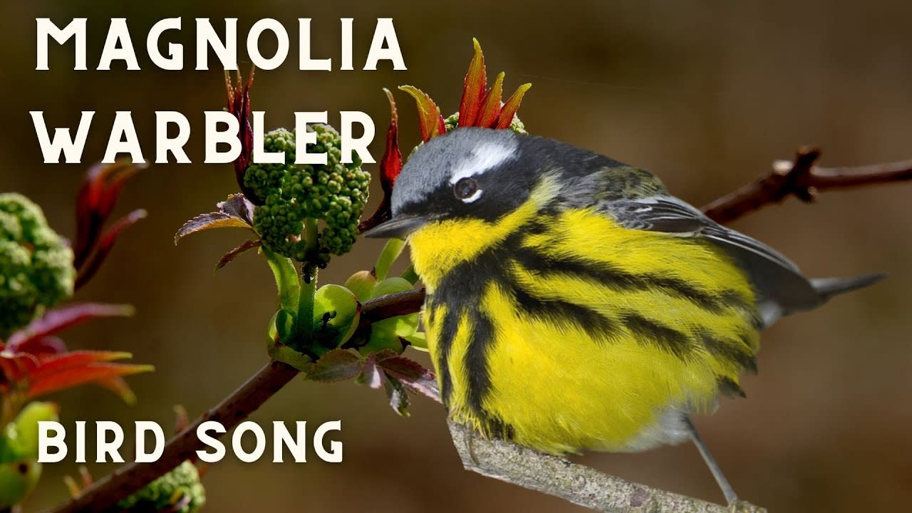 Magnolia Warbler Bird Song, Bird Call, Bird Sound, Bird Calling Chirps, Listen Birds Chirping Melody