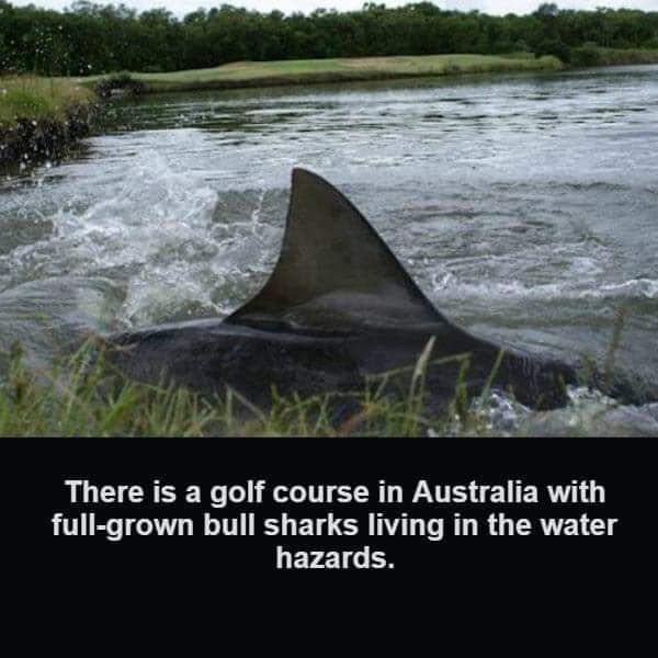 A golf course in Australia with a bulk shark living in the water hazard.