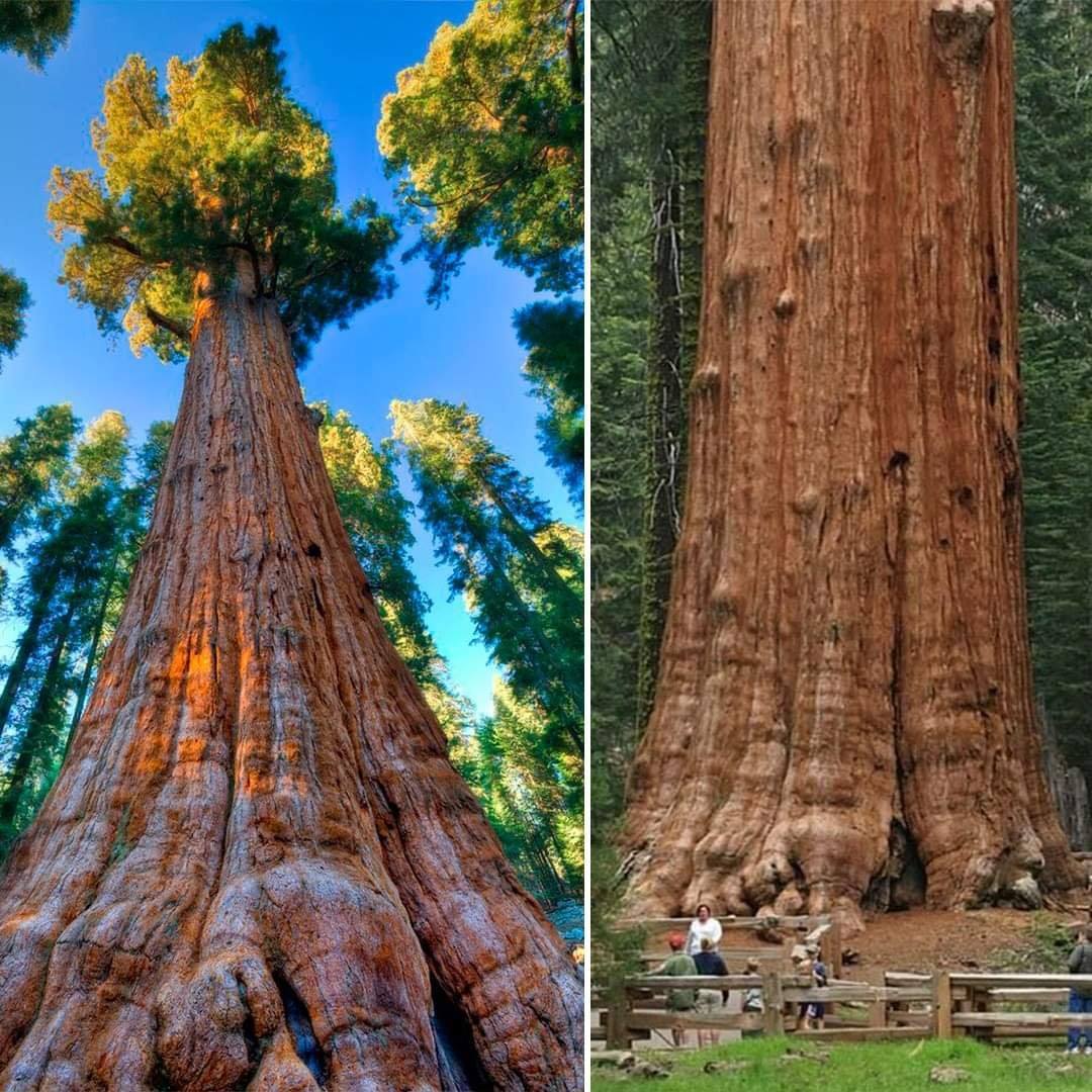 LARGEST TREE IN THE WORLD Location: Giant Forest of Sequoia National Park in Tulare County, California, USA. The General Sherman Tree is the world's largest tree, measured by volume. It stands 275 feet (83 m) tall and is over 36 feet (11 m) in diameter at the base.