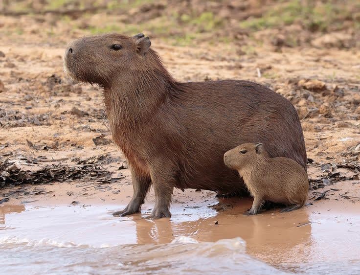 The capybara is the largest living rodent in the world, native to South America. Adults grow to 106-134 cm in length and weigh 35-66 kg. Females are actually heavier than males, the heaviest female being 91 kg while the heaviest male is 73.5 kg.