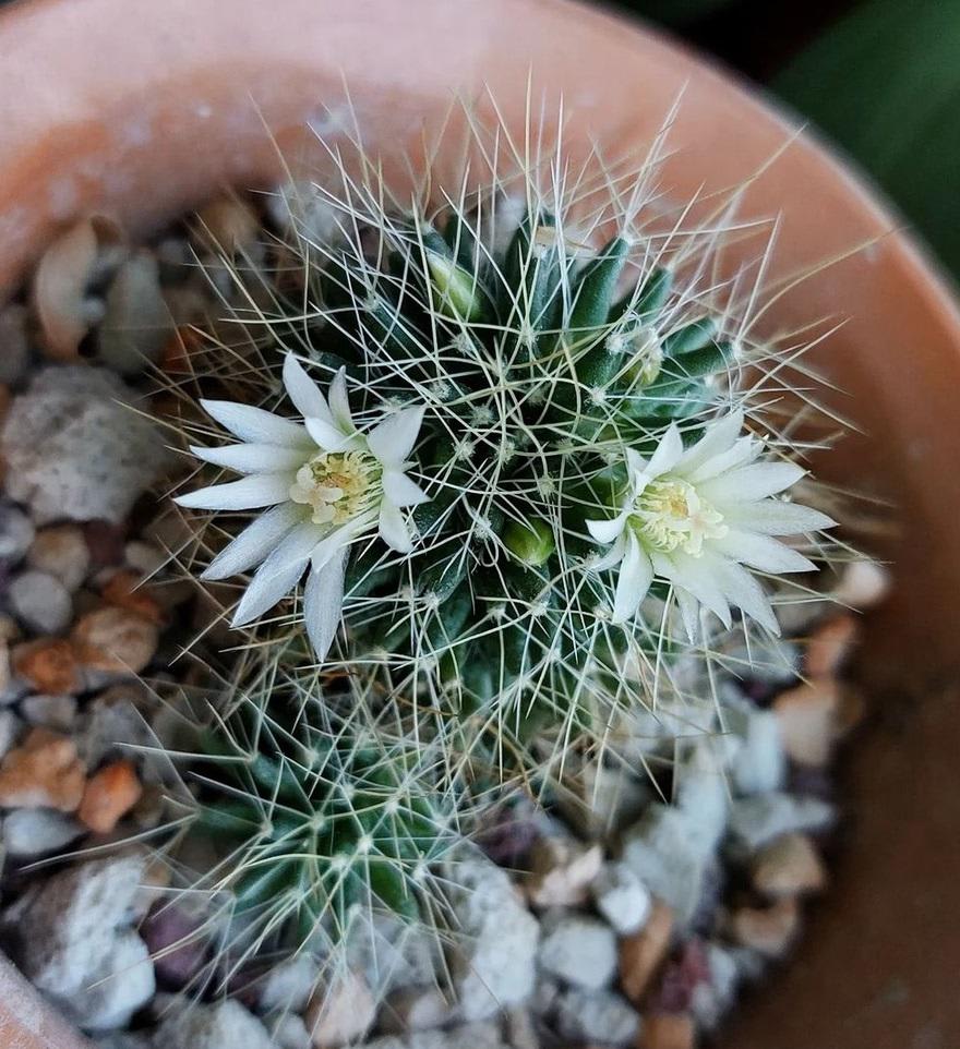 Hi! I'd like to ask, maybe someone knows what kind of cactus is this and is it normal that it has been blooming for more than a month? (I'm a bit worried newbie😅)