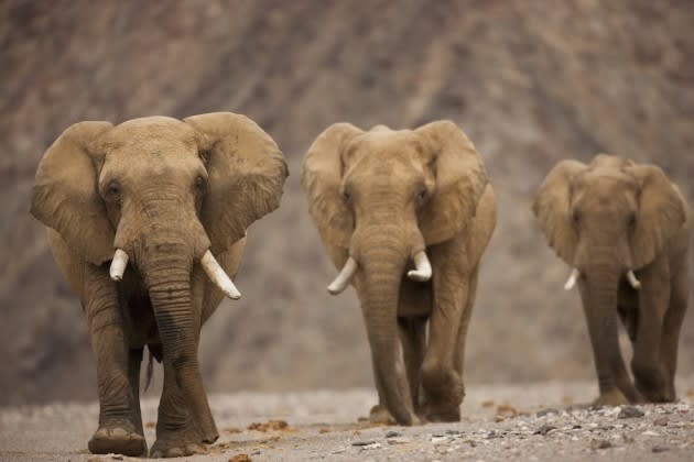 How elephants avoid cancer