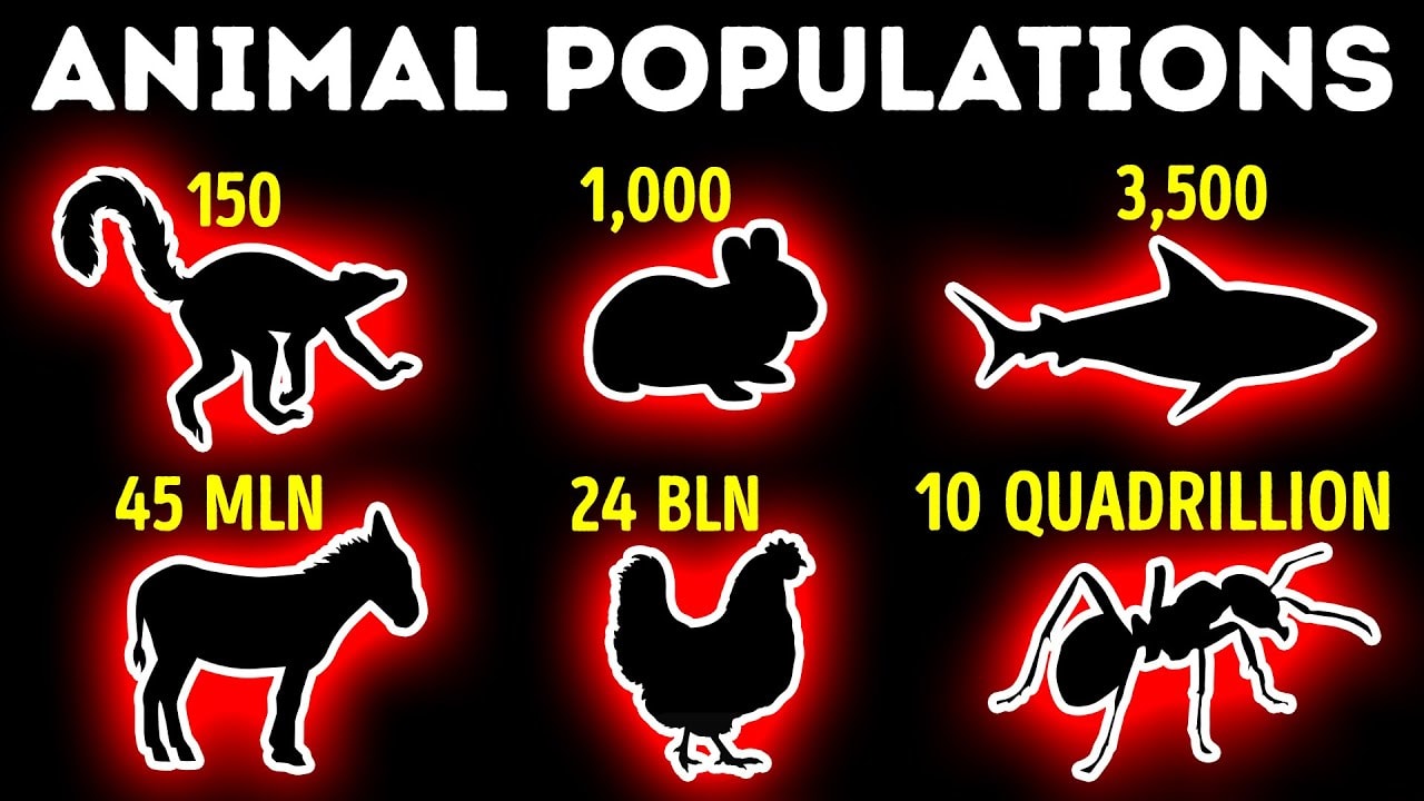 Smallest and Largest Animal Populations: Comparison